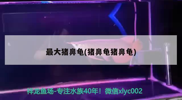 最大豬鼻龜(豬鼻龜豬鼻龜) 最大豬鼻龜(豬鼻龜豬鼻龜) 豬鼻龜百科