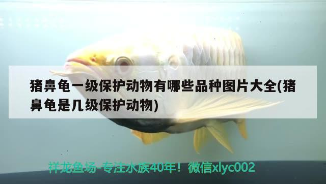 豬鼻龜一級保護動物有哪些品種圖片大全(豬鼻龜是幾級保護動物)