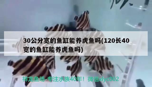 30公分寬的魚缸能養虎魚嗎(120長40寬的魚缸能養虎魚嗎)