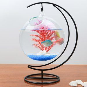 斗魚缸適合放什么裝飾好看:如何打造個性化斗魚缸 魚缸百科 第1張 斗魚缸適合放什么裝飾好看:如何打造個性化斗魚缸 斗魚缸適合放什么裝飾好看:如何打造個性化斗魚缸 魚缸百科 第1張