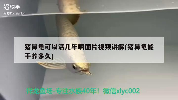 豬鼻龜可以活幾年啊圖片視頻講解(豬鼻龜能干養多久) 豬鼻龜可以活幾年啊圖片視頻講解(豬鼻龜能干養多久) 豬鼻龜百科
