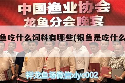 銀龍魚(yú)吃什么飼料有哪些(銀魚(yú)是吃什么飼料啊)
