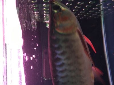 印尼小紅龍魚人工授精操作流程：印尼小紅龍魚人工授精操作流程包括以下幾個步驟