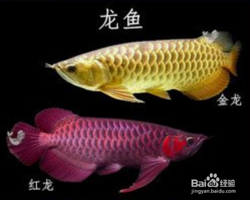 有魚缸蓋用什么過濾（有魚缸蓋用什么過濾器好）