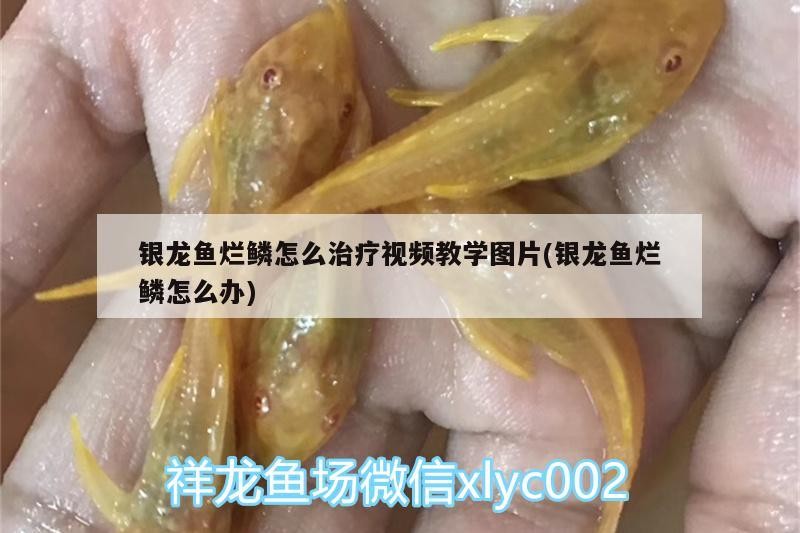 魚缸用增氧泵價格是多少:魚缸增氧機-xtrac增氧機-xtrac增氧機 銀龍魚爛鱗怎么治療視頻教學圖片(銀龍魚爛鱗怎么辦) 銀龍魚百科 銀龍魚爛鱗怎么治療視頻教學圖片(銀龍魚爛鱗怎么辦) 銀龍魚爛鱗怎么治療視頻教學圖片(銀龍魚爛鱗怎么辦) 銀龍魚百科