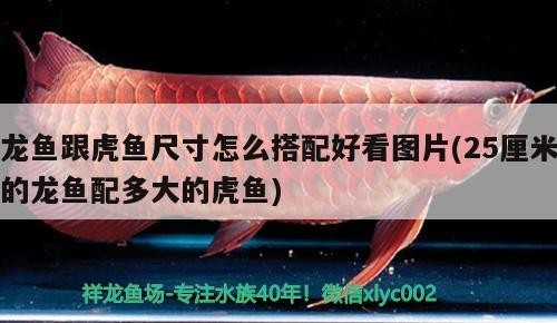 龍魚跟虎魚尺寸怎么搭配好看圖片(25厘米的龍魚配多大的虎魚)