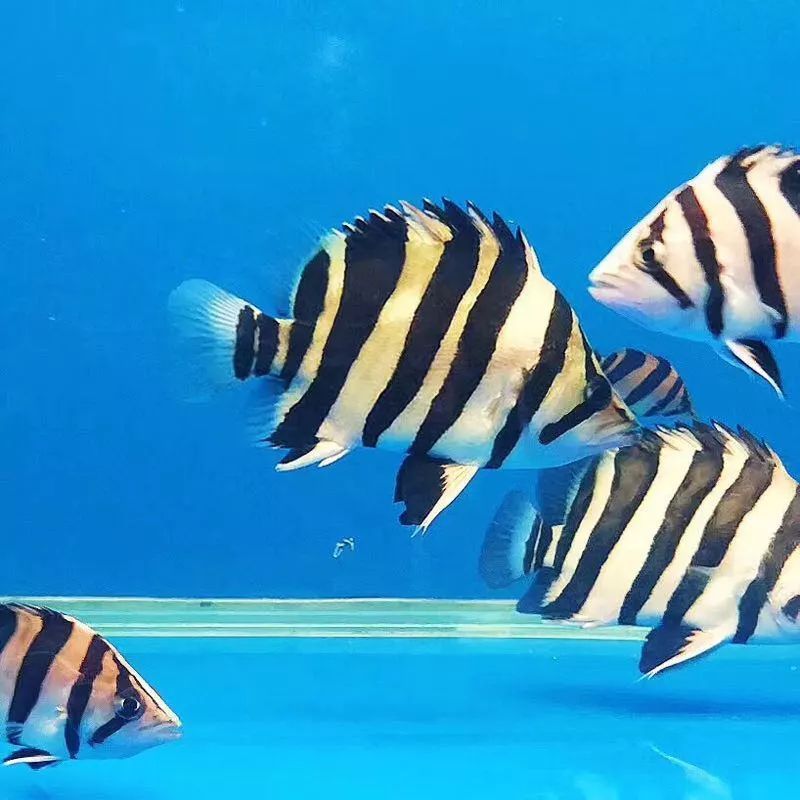 虎魚為什么會突然死了很多：虎魚的突然死亡可能由多種因素引起，飼養管理不當也是導致的 虎魚為什么會突然死了很多：虎魚的突然死亡可能由多種因素引起，飼養管理不當也是導致的 虎魚百科 第2張
