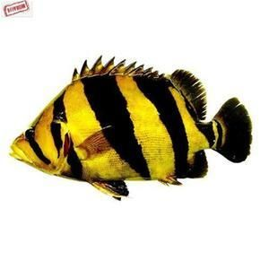 虎魚為什么會突然死了很多：虎魚的突然死亡可能由多種因素引起，飼養管理不當也是導致的 虎魚為什么會突然死了很多：虎魚的突然死亡可能由多種因素引起，飼養管理不當也是導致的 虎魚百科 第3張