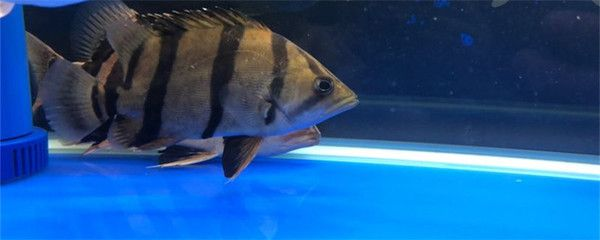 小虎魚適合多少水溫過冬：小虎魚過冬適宜的水溫應該控制在26-28度