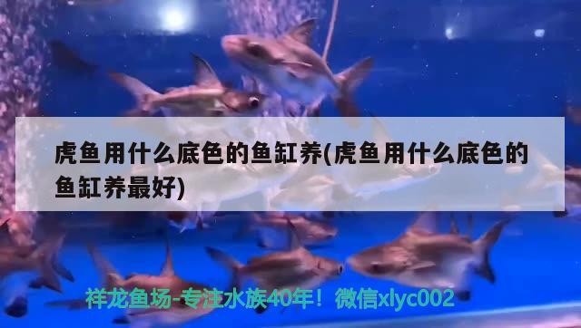 虎魚用什么底色的魚缸養(虎魚用什么底色的魚缸養最好)