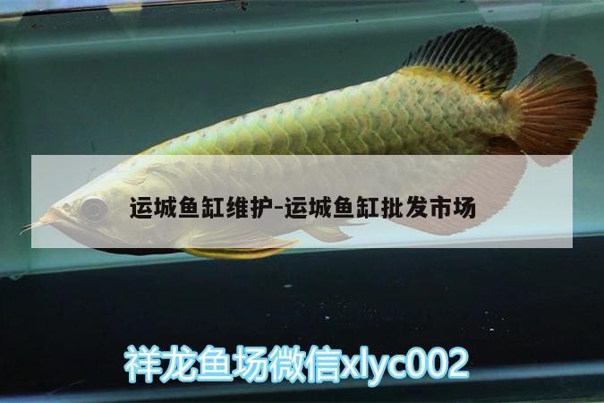 運城魚缸維護:運城魚缸批發市場