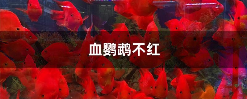血鸚鵡不紅
