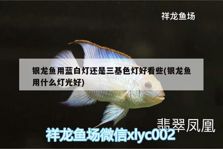 銀龍魚用藍白燈還是三基色燈好看些(銀龍魚用什么燈光好) 銀龍魚用藍白燈還是三基色燈好看些(銀龍魚用什么燈光好) 銀龍魚百科