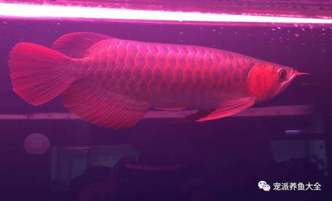 泗水龍魚最簡單三個吃法