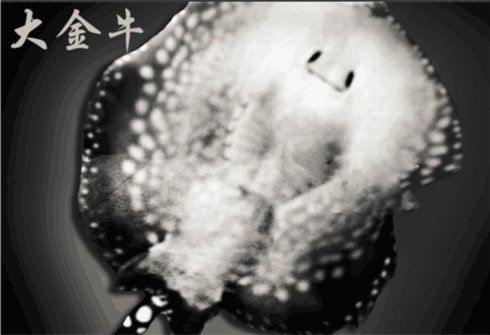 純血皇冠黑白魟魚(yú)養(yǎng)殖技巧，如何判斷純血皇冠黑白魟魚(yú)性別，純血皇冠黑白魟魚(yú)繁殖周期多久 純血皇冠黑白魟魚(yú)養(yǎng)殖技巧，如何判斷純血皇冠黑白魟魚(yú)性別，純血皇冠黑白魟魚(yú)繁殖周期多久 魟魚(yú)百科 第2張