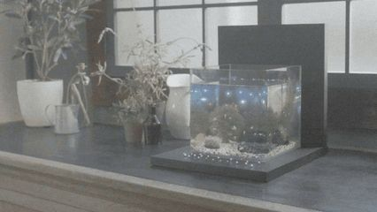 玻璃膠粘的魚缸壽命多長時間換：玻璃膠粘接魚缸的壽命 玻璃膠粘的魚缸壽命多長時間換：玻璃膠粘接魚缸的壽命 魚缸百科 第1張