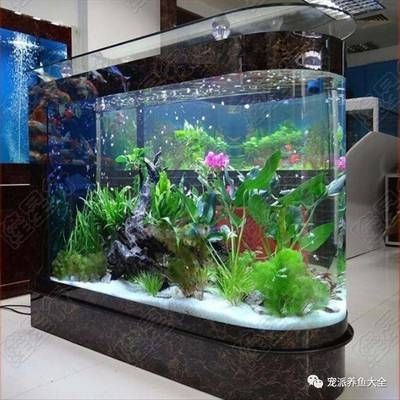 玻璃膠粘的魚缸壽命多長時間換：玻璃膠粘接魚缸的壽命 玻璃膠粘的魚缸壽命多長時間換：玻璃膠粘接魚缸的壽命 魚缸百科 第2張