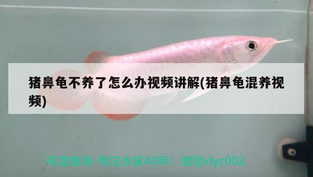 豬鼻龜不養了怎么辦視頻講解(豬鼻龜混養視頻)