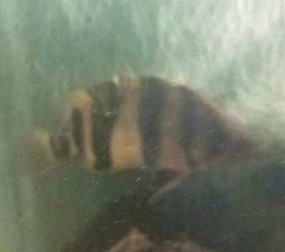 印尼虎內蒙眼怎么解決:印尼虎內蒙眼怎么辦 虎魚百科 第1張 印尼虎內蒙眼怎么解決:印尼虎內蒙眼怎么辦 印尼虎內蒙眼怎么解決:印尼虎內蒙眼怎么辦 虎魚百科 第1張
