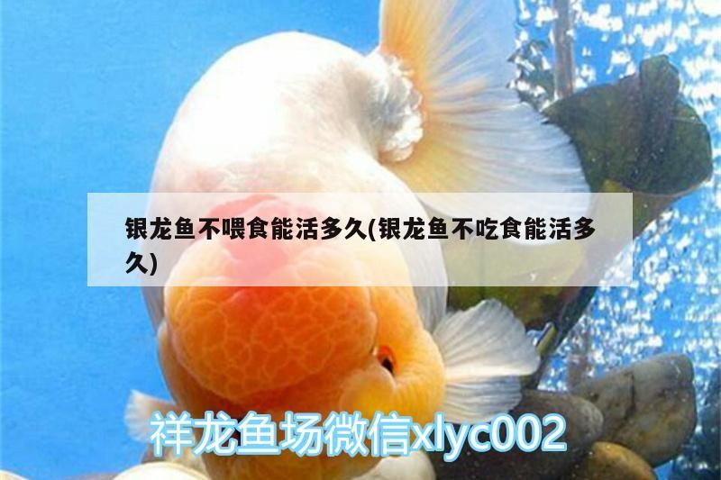 魚缸 銀龍魚不喂食能活多久(銀龍魚不吃食能活多久) 銀龍魚百科 銀龍魚不喂食能活多久(銀龍魚不吃食能活多久) 銀龍魚不喂食能活多久(銀龍魚不吃食能活多久) 銀龍魚百科