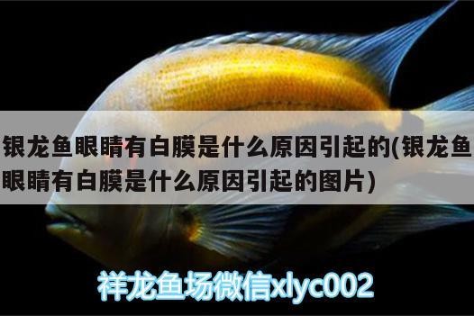 銀龍魚眼睛有白膜是什么原因引起的(銀龍魚眼睛有白膜是什么原因引起的圖片) 銀龍魚眼睛有白膜是什么原因引起的(銀龍魚眼睛有白膜是什么原因引起的圖片) 銀龍魚百科