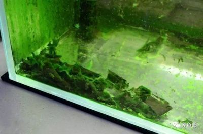 大型魚缸清潔魚怎么養好：如何清潔大型魚缸？ 大型魚缸清潔魚怎么養好：如何清潔大型魚缸？ 魚缸百科 第1張