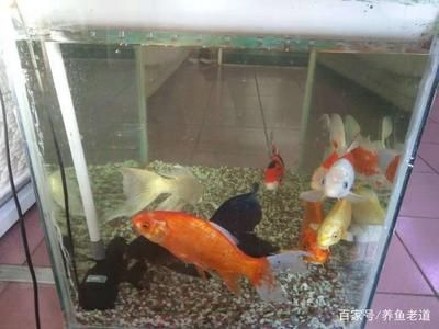 大型魚缸清潔魚怎么養好：如何清潔大型魚缸？ 大型魚缸清潔魚怎么養好：如何清潔大型魚缸？ 魚缸百科 第4張