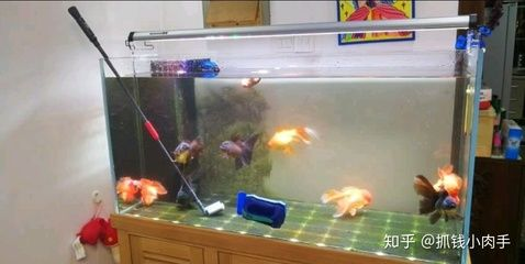 大型魚缸清潔魚怎么養好：如何清潔大型魚缸？ 大型魚缸清潔魚怎么養好：如何清潔大型魚缸？ 魚缸百科 第3張