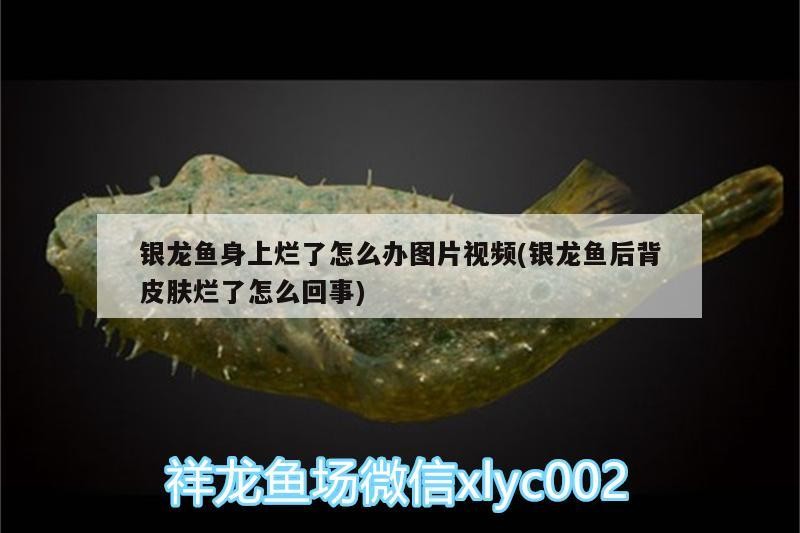 銀龍魚身上爛了怎么辦圖片視頻(銀龍魚后背皮膚爛了怎么回事)