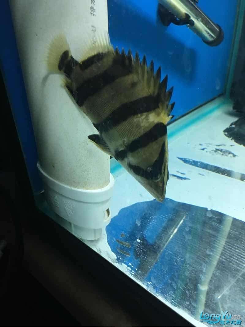 你開始養虎魚希望成功