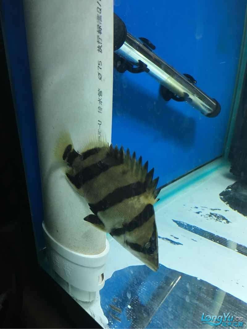 你開始養虎魚希望成功