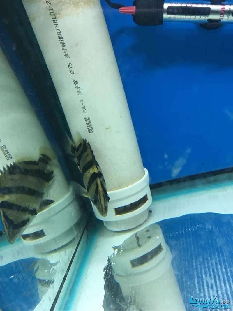 你開始養虎魚希望成功