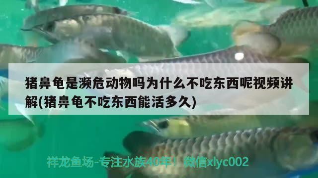 豬鼻龜是瀕危動物嗎為什么不吃東西呢視頻講解(豬鼻龜不吃東西能活多久)