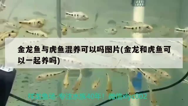 金龍魚與虎魚混養可以嗎圖片(金龍和虎魚可以一起養嗎) 金龍魚與虎魚混養可以嗎圖片(金龍和虎魚可以一起養嗎) 虎魚百科