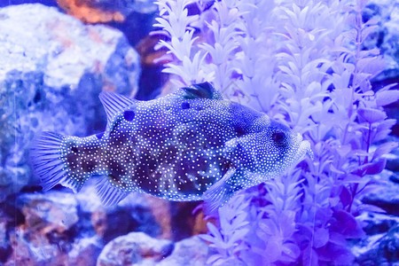 商丘定做魚缸廠家電話多少 商丘定做魚缸廠家電話多少 觀賞魚百科