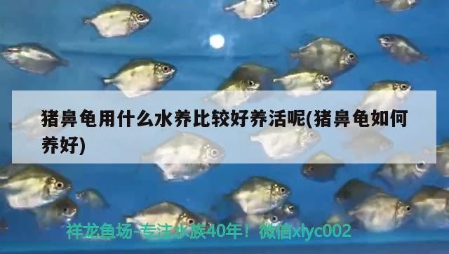 龍魚腹脹后多久恢復正常飲食，龍魚術后喂食時間對照表，龍魚腹脹后多久喂食合適？ 龍魚腹脹后多久恢復正常飲食，龍魚術后喂食時間對照表，龍魚腹脹后多久喂食合適？ 龍魚百科 第1張