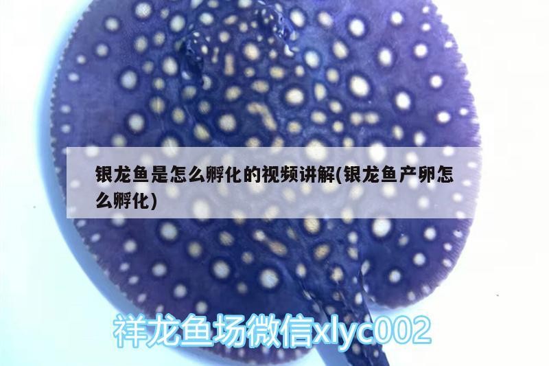 銀龍魚是怎么孵化的視頻講解(銀龍魚產(chǎn)卵怎么孵化) 銀龍魚是怎么孵化的視頻講解(銀龍魚產(chǎn)卵怎么孵化) 銀龍魚百科