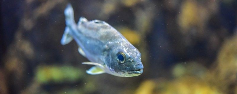 魚受傷了用什么消炎藥魚受傷了應該怎么處理 魟魚百科 第1張 魚受傷了用什么消炎藥魚受傷了應該怎么處理 魚受傷了用什么消炎藥魚受傷了應該怎么處理 魟魚百科 第1張