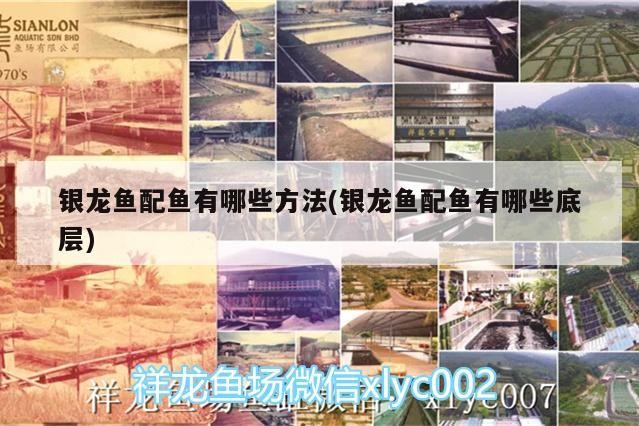 銀龍魚配魚有哪些方法(銀龍魚配魚有哪些底層) 銀龍魚配魚有哪些方法(銀龍魚配魚有哪些底層) 銀龍魚百科