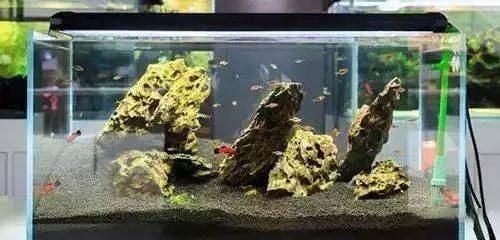 超市魚缸養魚技術培訓視頻：尋找超市魚缸養魚技術培訓視頻的資源詳細介紹