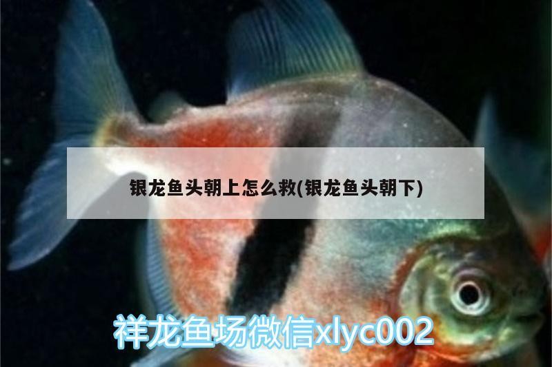 銀龍魚頭朝上怎么救(銀龍魚頭朝下) 銀龍魚頭朝上怎么救(銀龍魚頭朝下) 銀龍魚百科