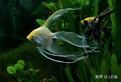 觀賞魚互動性排行（如何提高觀賞魚互動性）