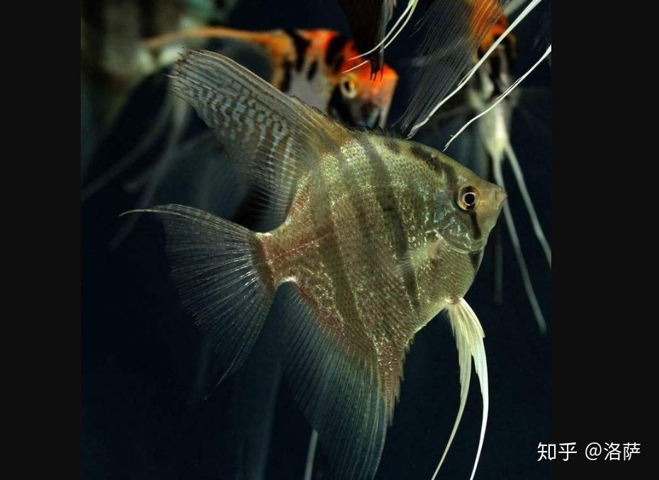 觀賞魚互動性排行（如何提高觀賞魚互動性）