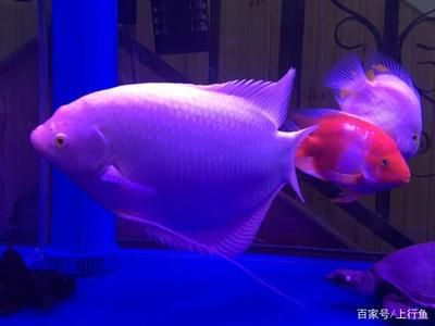觀賞魚互動性排行（如何提高觀賞魚互動性）