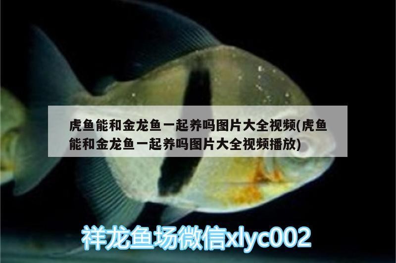 魚缸造景先放沙還是先放水(魚缸造景先鋪沙還是先放石頭) 虎魚能和金龍魚一起養嗎圖片大全視頻(虎魚能和金龍魚一起養嗎圖片大全視頻播放) 虎魚百科 虎魚能和金龍魚一起養嗎圖片大全視頻(虎魚能和金龍魚一起養嗎圖片大全視頻播放) 虎魚能和金龍魚一起養嗎圖片大全視頻(虎魚能和金龍魚一起養嗎圖片大全視頻播放) 虎魚百科