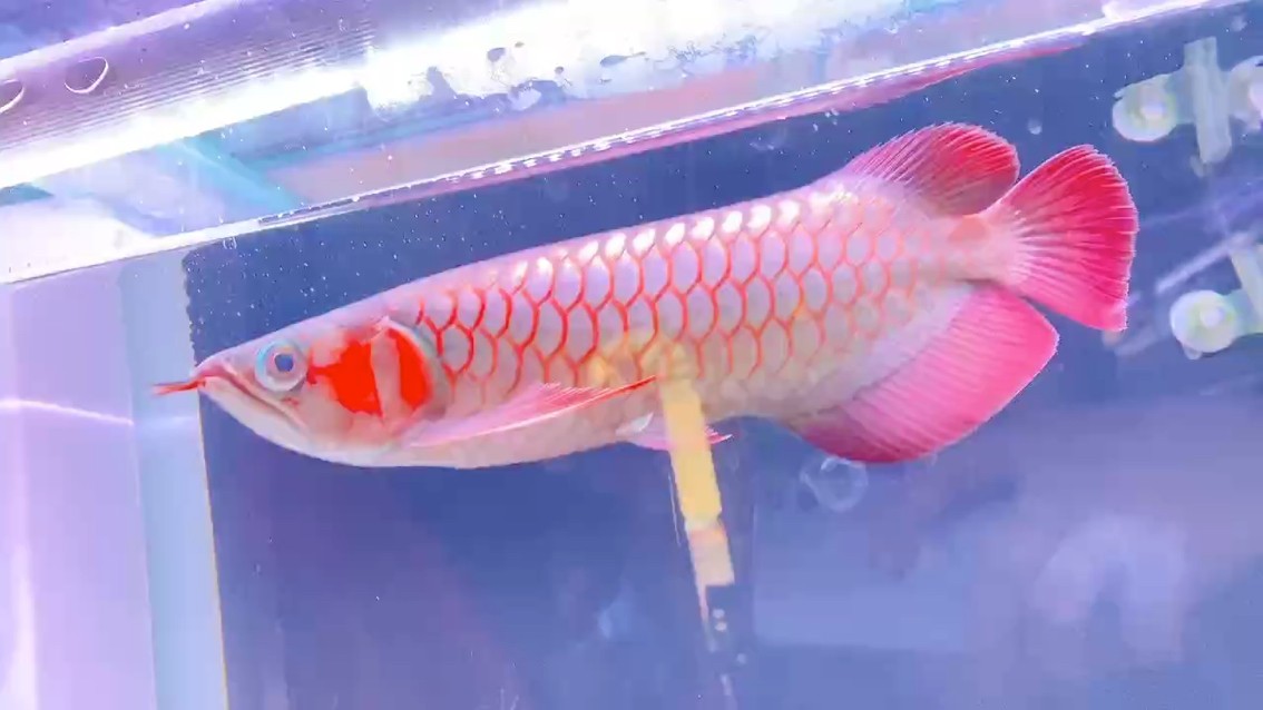 有哪些權威機構可以認證瓊中龍魚，如何認證瓊中龍魚的權威機構認證瓊中龍魚的權威機構
