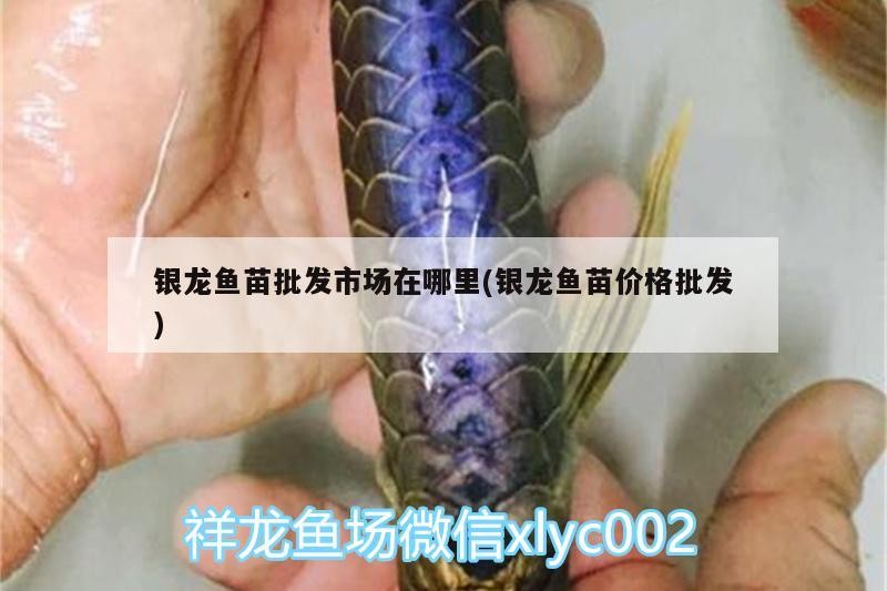 魚缸用增氧泵價格是多少:魚缸增氧機-xtrac增氧機-xtrac增氧機 銀龍魚苗批發市場在哪里(銀龍魚苗價格批發) 銀龍魚百科 銀龍魚苗批發市場在哪里(銀龍魚苗價格批發) 銀龍魚苗批發市場在哪里(銀龍魚苗價格批發) 銀龍魚百科