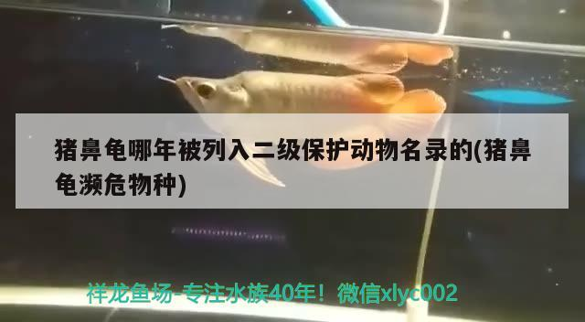 豬鼻龜哪年被列入二級保護(hù)動物名錄的(豬鼻龜瀕危物種) 豬鼻龜哪年被列入二級保護(hù)動物名錄的(豬鼻龜瀕危物種) 豬鼻龜百科