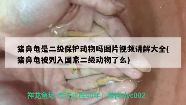 豬鼻龜是二級(jí)保護(hù)動(dòng)物嗎圖片視頻講解大全(豬鼻龜被列入國(guó)家二級(jí)動(dòng)物了么)