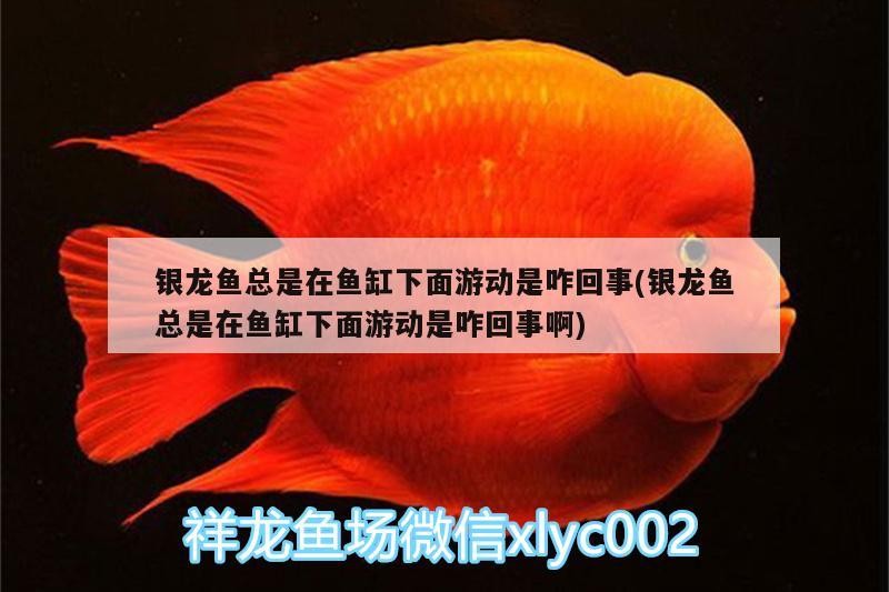 銀龍魚總是在魚缸下面游動是咋回事(銀龍魚總是在魚缸下面游動是咋回事啊)